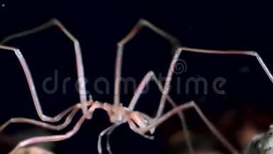 海洋蜘蛛在白海黑底海底的水下活动