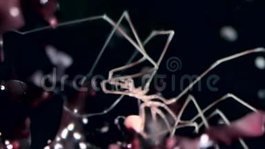 海洋蜘蛛在海底的黑色背景下靠近海底.