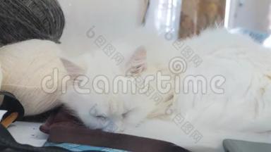 老白猫睡觉的生活方式在桌子旁边的球编织。 坐在旁边的老白猫