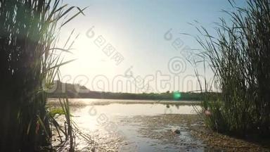 池塘有<strong>芦苇</strong>自然野日落景观阳光.. 有<strong>芦苇</strong>的湖，俄罗斯的自然生活方式。 湖面日落