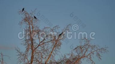 一群乌鸦<strong>鸟</strong>坐在一棵干燥<strong>的树枝上</strong>。 乌鸦<strong>鸟</strong>，秋天