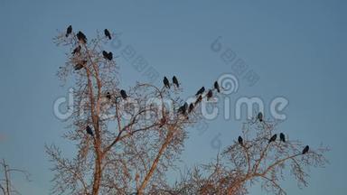 一群乌鸦鸟坐在一棵干燥的树枝上。 乌鸦鸟秋鸟
