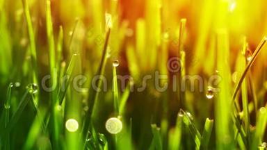 露水滴在<strong>绿油油</strong>的草地上，太阳耀斑