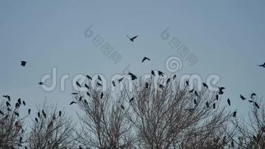 一群乌鸦鸟坐在一棵树上，秋天树干的树枝上。 乌鸦鸟