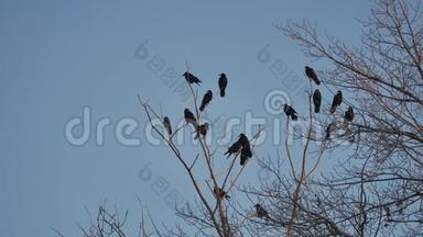一群乌鸦<strong>坐在</strong>一棵<strong>树上</strong>，秋天干燥的树枝上。 乌鸦鸟