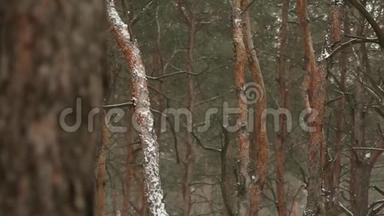 雪花在云杉和覆盖着雪的松树的背景下缓慢地飘落，雪花在旋转和漂流