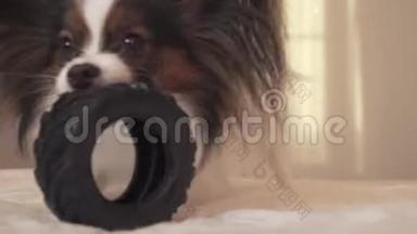 幼犬品种帕皮隆大陆玩具猎犬啃橡胶轮胎-一个有趣的轮胎更换库存录像