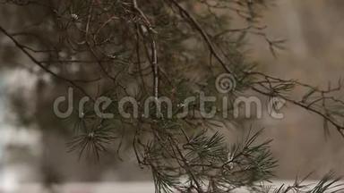 雪花在云杉和覆盖着雪的松树的背景下缓慢地飘落，雪花在旋转和漂流