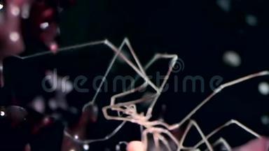 海洋蜘蛛在白海黑底海底的水下活动