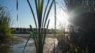 池塘有<strong>芦苇</strong>的生活方式，大自然野生日落景观阳光。 有<strong>芦苇</strong>的湖是俄罗斯的自然。 湖面日落