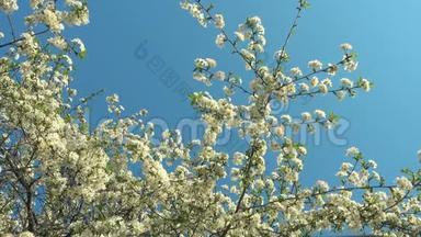 春天的花园，盛开的<strong>梅树</strong>和蓝天。