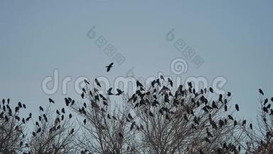 一群乌鸦鸟坐在一棵干燥的树枝上。 乌鸦，秋鸟