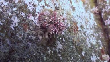 巨蟹座寄居蟹在岩石海床上爬行。
