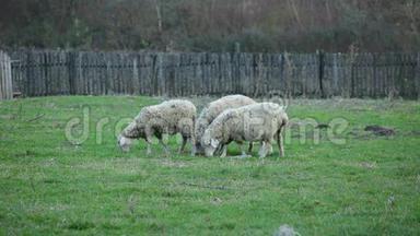 牧场上的绵羊农场动物