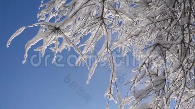 枯冻的榆树在冰枝上，冬天，白天，雪在雪的阳光下，阳光照耀着美丽的风景。 干树榆树