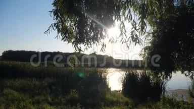 池塘有芦苇自然野日落景观阳光.. 有芦苇的湖是俄罗斯的自然。 傍晚湖面日落