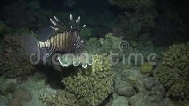 赤海海底的斑纹毒鱼鱼。