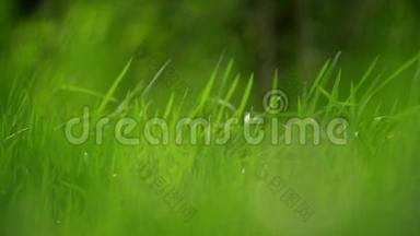 清晨清新的绿泉草草草坪，明亮的活力自然季节背景和浅深的田野