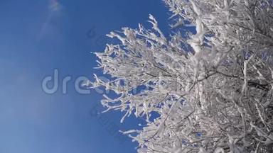 枯冻的榆树在冰枝上，冬天，白天，雪在雪的阳光下，阳光照耀着美丽的风景。 干树榆树
