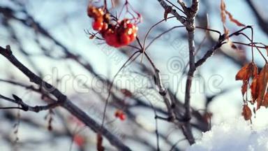 罗文枝<strong>红色</strong>浆果<strong>冬季</strong>美丽的自然雪在蓝色背景与强烈的耀斑效应