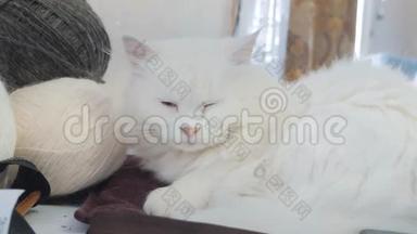老白猫的生活方式睡在桌子旁边的球编织。 坐在旁边的老白猫