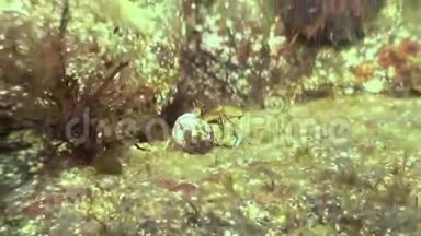 <strong>巨蟹座</strong>寄居蟹在岩石海床上爬行。