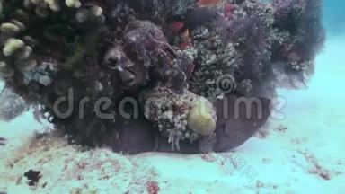 马尔代夫<strong>海底</strong>深海<strong>海底</strong>的海鳗背景。