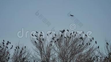 一群乌鸦鸟坐在一棵树上，干树枝上，秋天的树。 乌鸦鸟