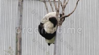 可爱的小熊猫小熊正在中国的树上嬉戏