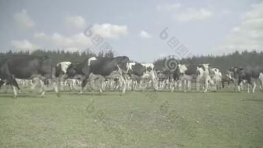 奶牛。 奶牛在农场的牧场里。