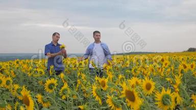 两个农民男子商务智能手机探索步行检查向日葵作物在田间慢动作视频。 男人