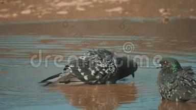 都市鸽子在运动，<strong>雨后</strong>沐浴在水坑里。 鸽子在水中的水坑里洗澡夏天慢动作