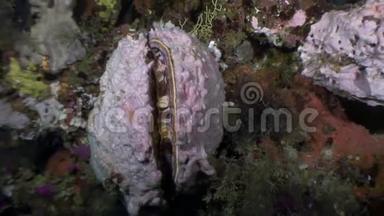 马尔代夫<strong>海底海底的</strong>双壳类软体动物。