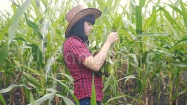 智慧生态收割农业耕作理念.. 农民女孩生活方式植物研究员收割玉米芯