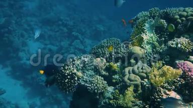 珊瑚花园海景。 热带水下海鱼。 水下鱼礁海洋。 热带五彩缤纷的海景