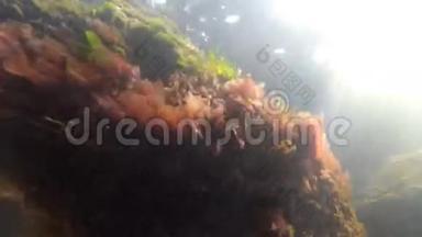 黑海中的海绿浒苔和红藻斑藻