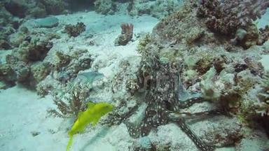 珊瑚礁上的红章鱼和黄鞍山羊
