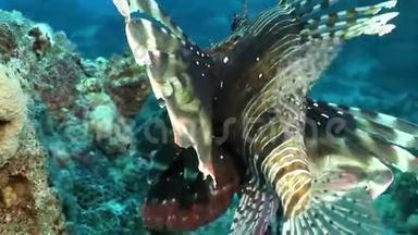 赤海海底的斑纹毒鱼鱼。