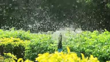 花洒头在花园浇水，全高清..