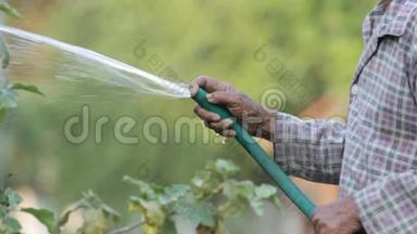 老人用橡皮管里的水浇植物，静音，没有声音。