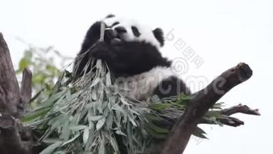 可爱的小熊猫小熊正在中国的树上嬉戏