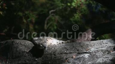 一只喜玛拉雅雪豹在一块岩石上栖息，在动物园里被<strong>圈养</strong>的美丽的虹膜