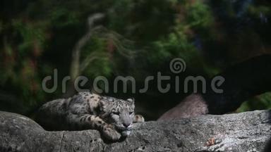 一只喜玛拉雅雪豹在一块岩石上栖息，在动物园里被圈养的美丽的虹膜