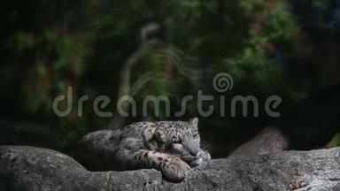 一只喜玛拉雅雪豹在一块岩石上栖息，在动物园里被<strong>圈养</strong>的美丽的虹膜