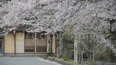 日本野鸡堡樱花樱花盛开季节