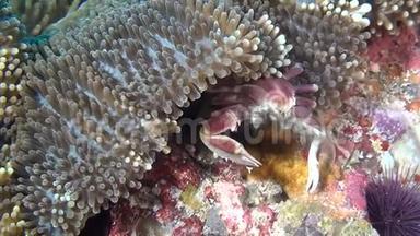 蟹在海葵中蒙面，在干净的海底海底寻找食物。
