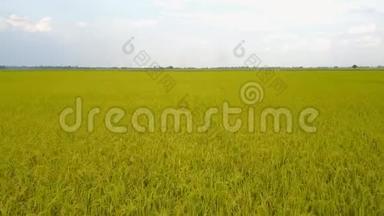 泰国绿色<strong>稻田</strong>的无人视野，在晴朗的<strong>稻田</strong>上空飞翔