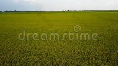 泰国绿色<strong>稻田</strong>的无人视野，在晴朗的<strong>稻田</strong>上空飞翔