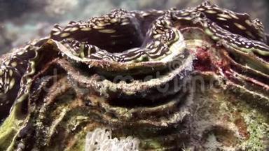 赤海中有重地幔的蜥蜴巨人。