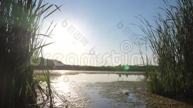 池塘有芦苇自然野日落景观阳光.. 有芦苇的湖是俄罗斯的自然。 生活方式湖面日落